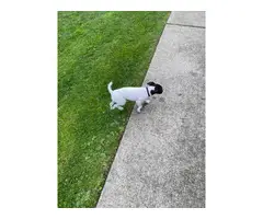 Purebred female Jack Russell puppy - 3