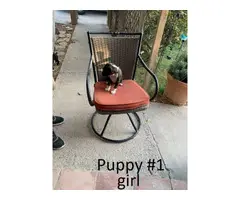 8 Boxer Puppies For Sale - 2