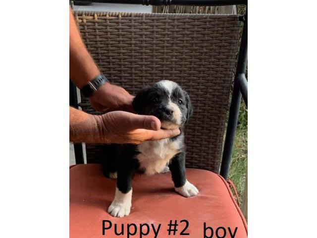cheap or boxer puppies for sale near me