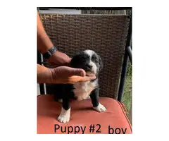 8 Boxer Puppies For Sale - 3
