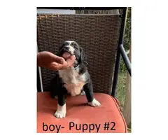 8 Boxer Puppies For Sale - 4
