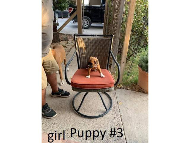 boxer puppies for sale near me boxer puppies for sale near me