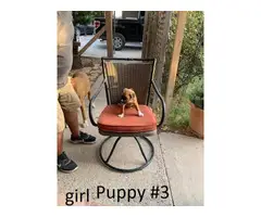 8 Boxer Puppies For Sale - 5