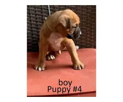 8 Boxer Puppies For Sale - 7