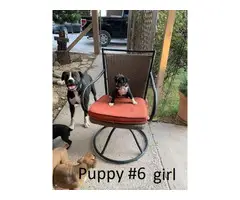8 Boxer Puppies For Sale - 11