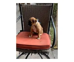 8 Boxer Puppies For Sale - 13