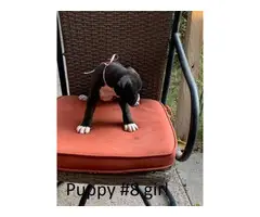 8 Boxer Puppies For Sale - 15
