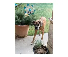 8 Boxer Puppies For Sale - 16