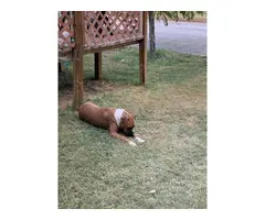 8 Boxer Puppies For Sale - 17