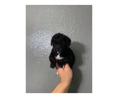 2 Month old male and female maltipoo puppies - 2