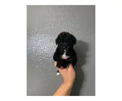 2 Month old male and female maltipoo puppies - 4