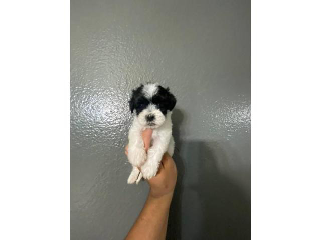 2 Month old male and female maltipoo puppies in North West South Africa