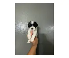 2 Month old male and female maltipoo puppies - 5