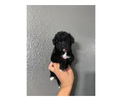 2 Month old male and female maltipoo puppies - 6