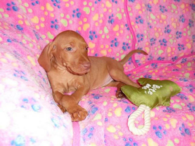 Female Hungarian Vizsla Puppy in Cameron, Missouri - Puppies for Sale Near Me