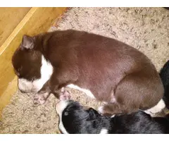 6 Border Collie puppies for rehoming