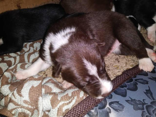 6 Border Collie puppies for rehoming in Boise, Idaho