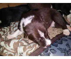 6 Border Collie puppies for rehoming - 2