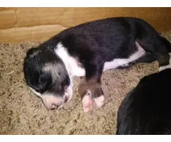 6 Border Collie puppies for rehoming - 5