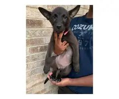 4 lovely Shepsky puppies for sale - 3
