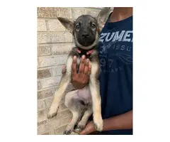 4 lovely Shepsky puppies for sale - 4