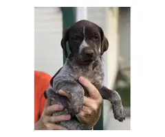 3 AKC German shorthaired pointer puppies for sale