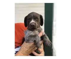 3 AKC German shorthaired pointer puppies for sale - 2