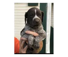 3 AKC German shorthaired pointer puppies for sale - 3