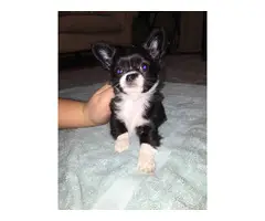 2 longhaired Chihuahuas for good home - 8