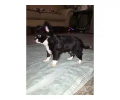 2 longhaired Chihuahuas for good home - 10