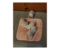1 female and 2 males purebred standard poodle puppies