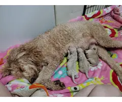 1 female and 2 males purebred standard poodle puppies - 3