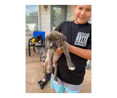 4 Pit bull puppies need new home