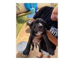 4 Pit bull puppies need new home - 2