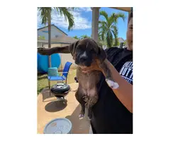 4 Pit bull puppies need new home - 3