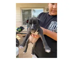 4 Pit bull puppies need new home - 4