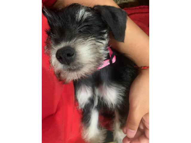 Lovely black & silver Schnauzer puppy in Houston, Texas - Puppies for