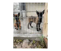 3 months old Belgian Malinois puppies for sale