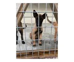 3 months old Belgian Malinois puppies for sale - 2