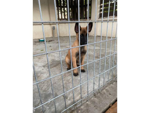 3 months old Belgian Malinois puppies for sale in Mission, Texas