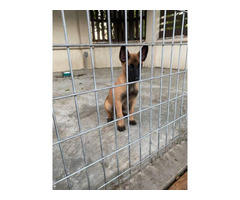 3 months old Belgian Malinois puppies for sale in Mission, Texas