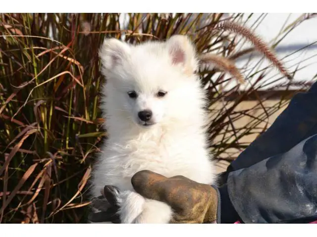 4 males American Eskimo Puppies for sale - 1/9