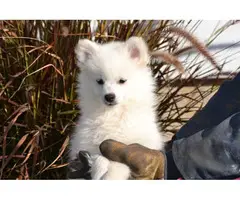 4 males American Eskimo Puppies for sale - 1