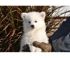 4 males American Eskimo Puppies for sale - 2