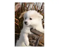 4 males American Eskimo Puppies for sale - 3