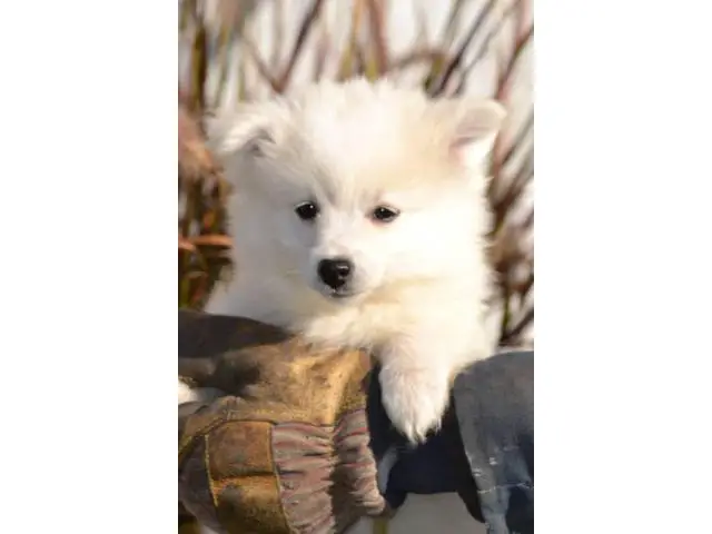 4 males American Eskimo Puppies for sale - 4/9