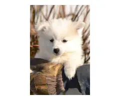 4 males American Eskimo Puppies for sale - 4