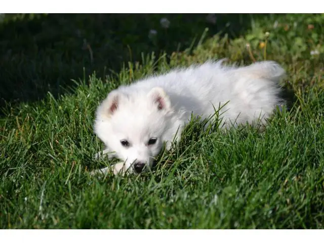 4 males American Eskimo Puppies for sale - 8/9
