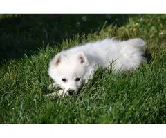 4 males American Eskimo Puppies for sale - 8