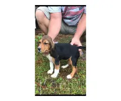 2 Full blooded beagle puppies to be rehomed - 1